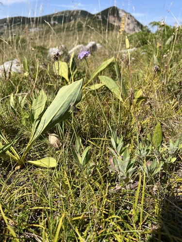 Scabiosa cinerea, photograph 1