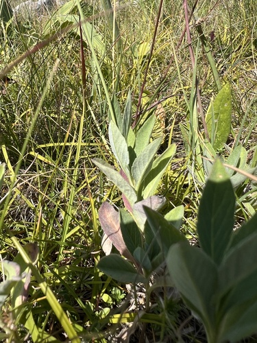 Scabiosa cinerea, photograph 2