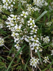 Cochlearia officinalis