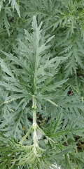 Urtica cannabina