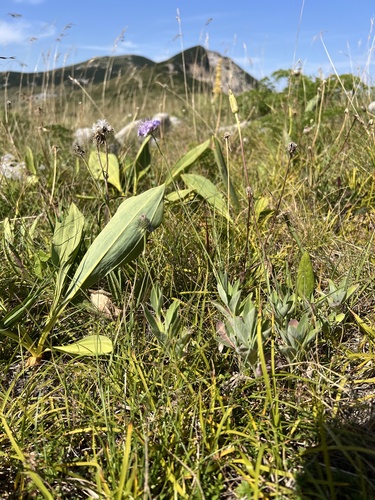 Scabiosa cinerea, photograph 3