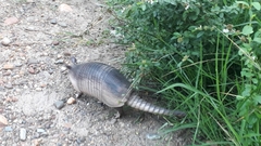 Dasypus novemcinctus