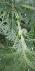 Urtica cannabina