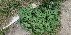 Geranium sibiricum