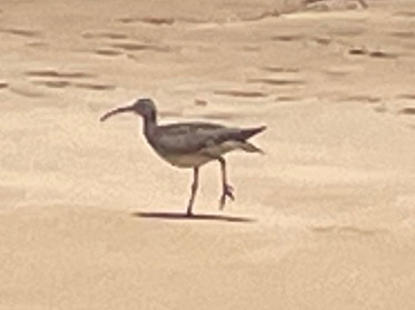 Eurasian Whimbrel