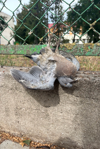 Common Wood-Pigeon
