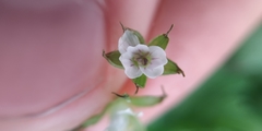 Geranium sibiricum