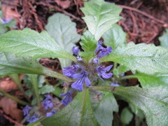 Ajuga decumbens