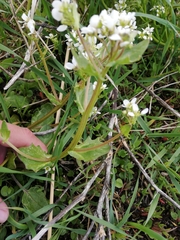 Cochlearia officinalis