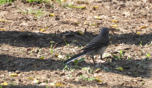 iNaturalist image