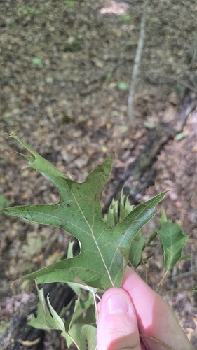 Quercus ellipsoidalis, photograph 3