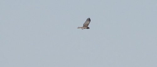 iNaturalist image