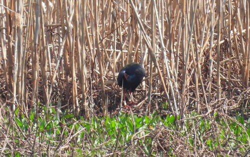 iNaturalist image