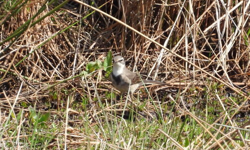 iNaturalist image