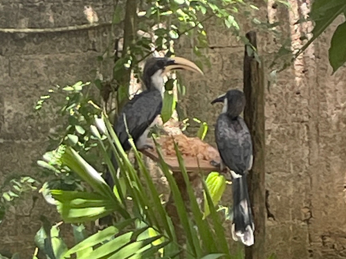 Sri Lanka Grey Hornbill