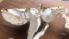 Saproamanita foetidissima