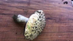 Saproamanita foetidissima