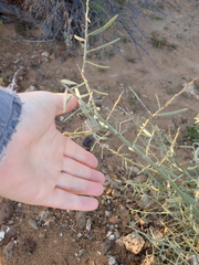 Acacia victoriae, photograph (c) Em Lamond, some rights reserved (CC BY)
