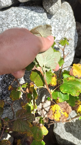 Ribes fragrans (Ribes fragrans)