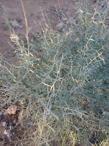 Acacia victoriae, photograph 6