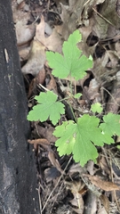 Ribes cynosbati, photograph (c) Carter Ertel, some rights reserved (CC BY)