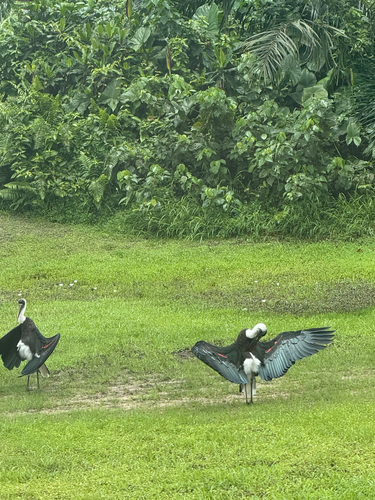 African Woolly-necked Stork