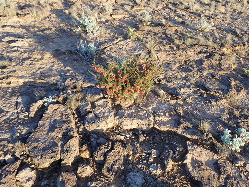 Dodonaea microzyga