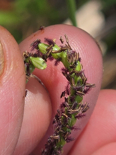 Paspalum notatum, photograph 5
