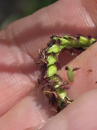 Paspalum notatum, photograph 6