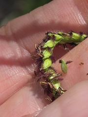 Paspalum notatum, photograph author not stated, no rights reserved