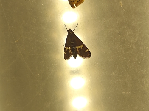 Hawaiian Beet Webworm Moth