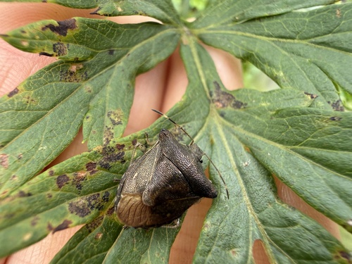 Carbula putoni