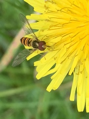 Episyrphus balteatus