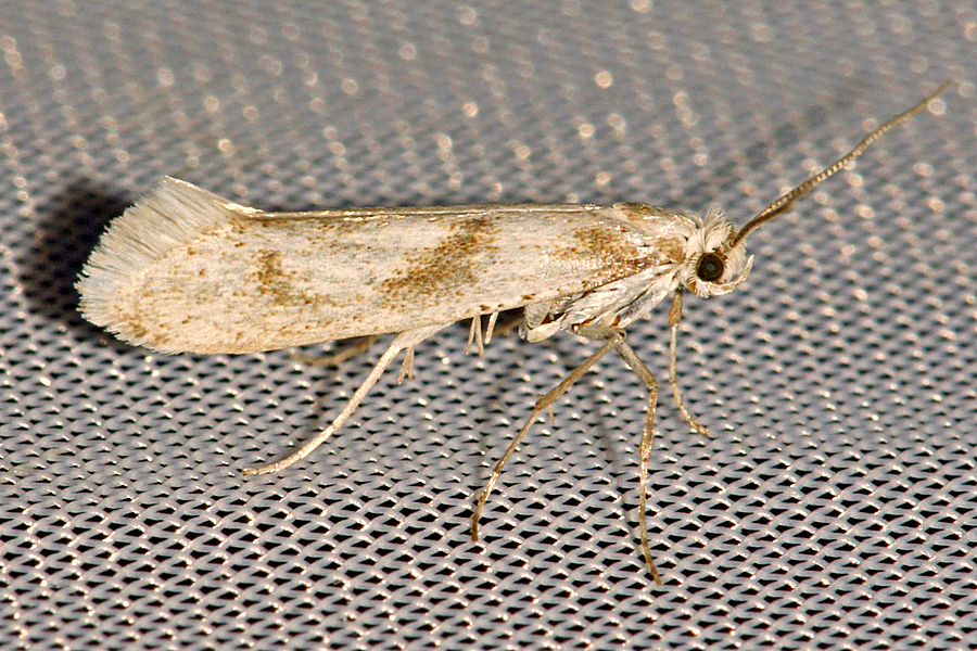 Kessleria petrobiella