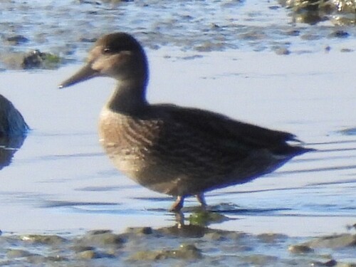 Green-winged Teal