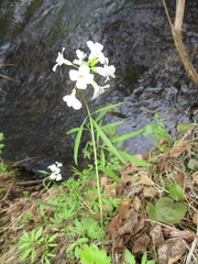 Cardamine trifida
