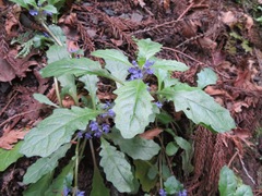 Ajuga decumbens