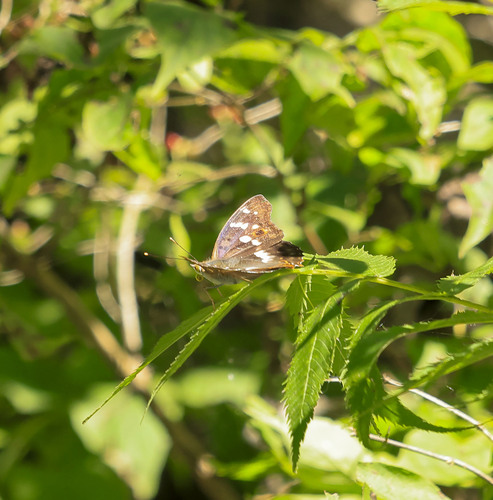 Lesser Purple Emperor