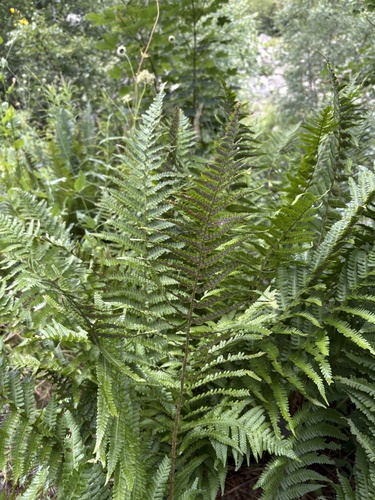 Dryopteris oreades, photograph 1
