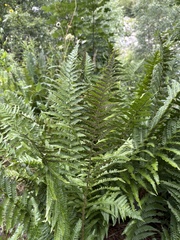 Dryopteris oreades