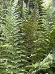 Dryopteris oreades, photograph (c) Екатерина Кравцова, some rights reserved (CC BY)