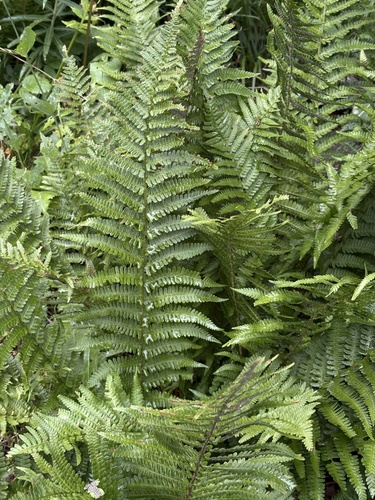 Dryopteris oreades, photograph 3