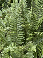 Dryopteris oreades, photograph (c) Екатерина Кравцова, some rights reserved (CC BY)