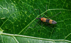 Zelus vespiformis