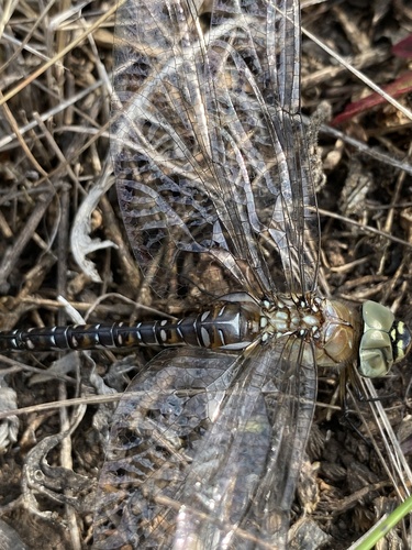 Migrant Hawker