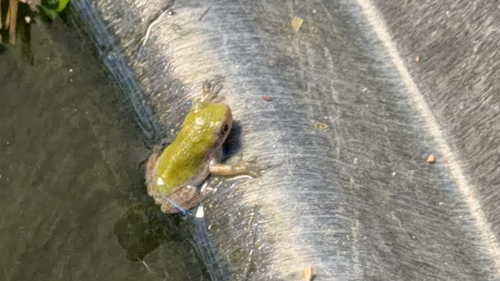 Gray Treefrog Species Complex