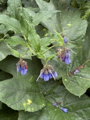 Symphytum asperum