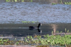 Fulica atra lugubris