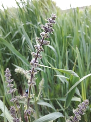 Salvia pratensis