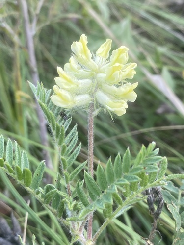 Hairy oxytrope